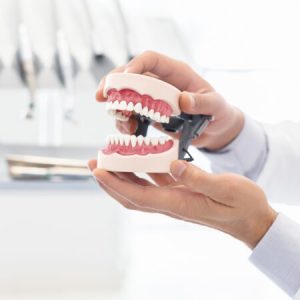 Hands of dentist showing plastic jaw model